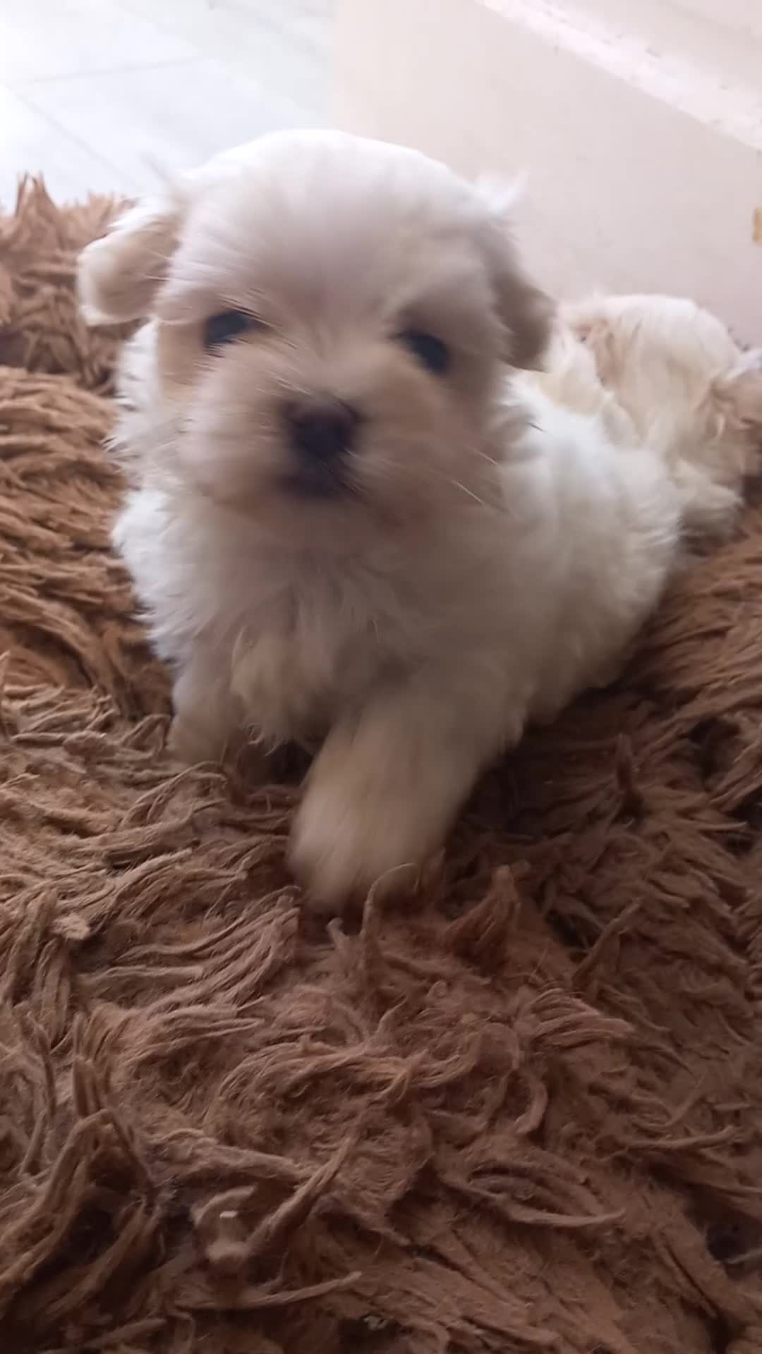 Maltese dogs for sale: 3 little girls  - Video 2