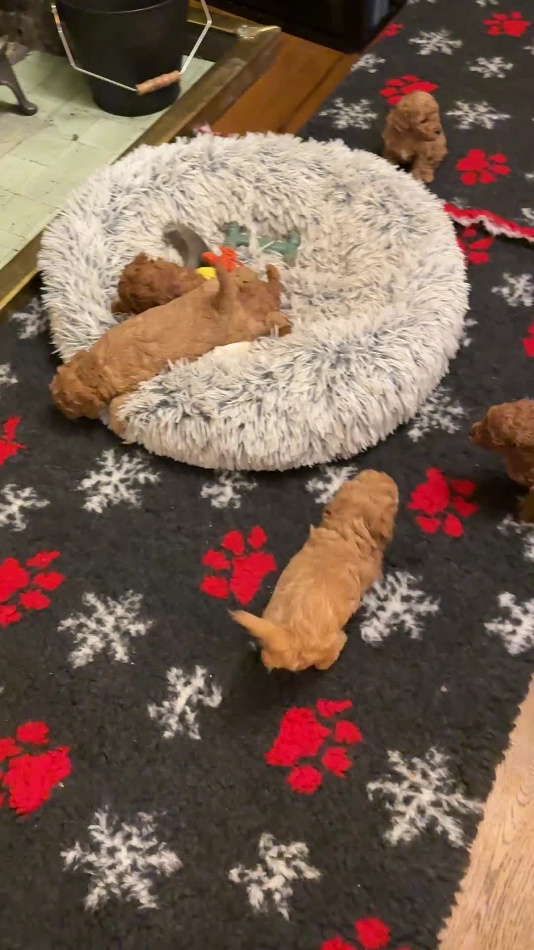 Miniature Poodle dogs for sale: Gorgeous KC Registered Miniature Poodles - Video 1