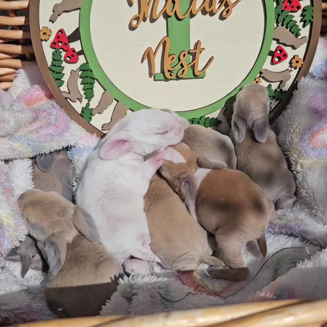 Mini Lop rabbits for sale: Mini Plush Lop Fairy Litter  - Suffolk - Video 1
