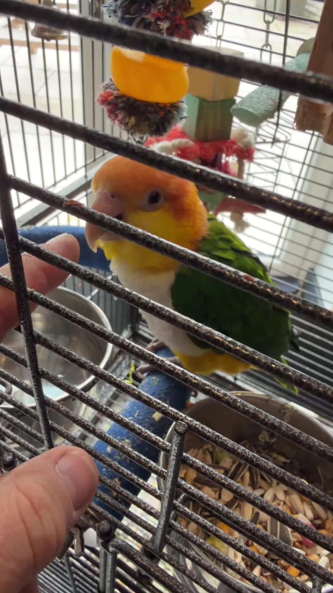 Parrots birds for sale: Caique yellow thighed - Video 2