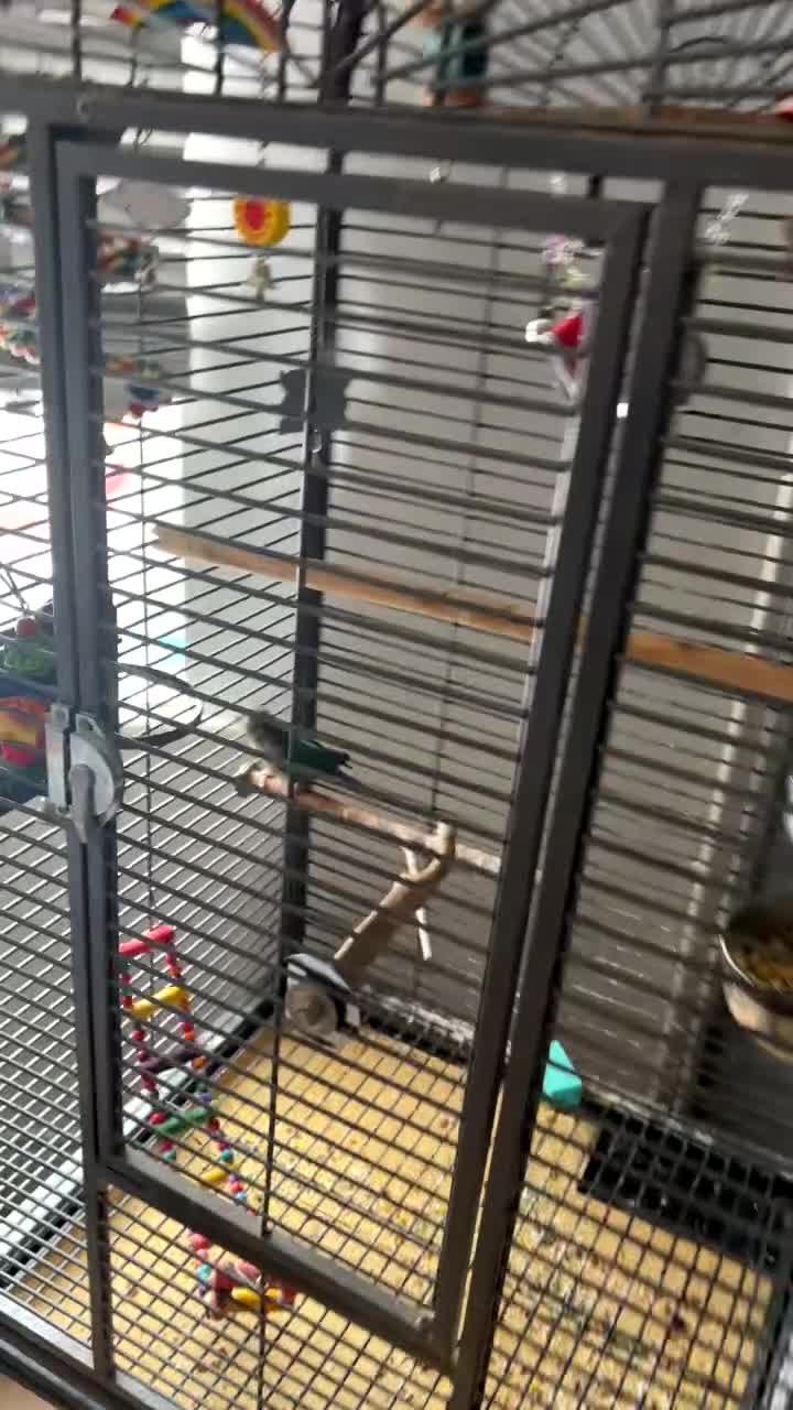 Conures birds for sale: Ricco Green cheeked Conure in Cardiff - Video 1