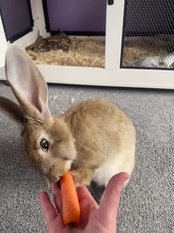 Continental Giant rabbits for sale: Giant continental rabbit  in Swansea - Video 1