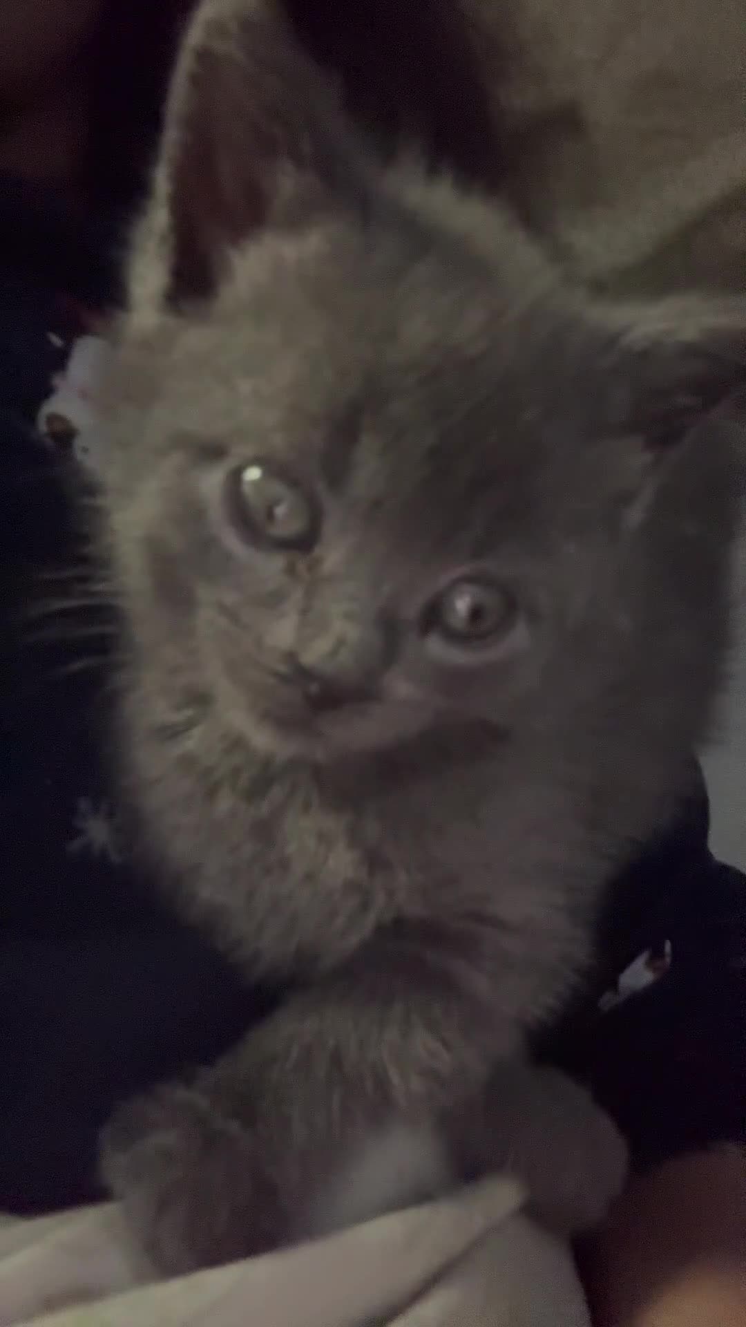 Brazilian Shorthair cats for sale: British short hair x Russian blue  kitten  - Video 2
