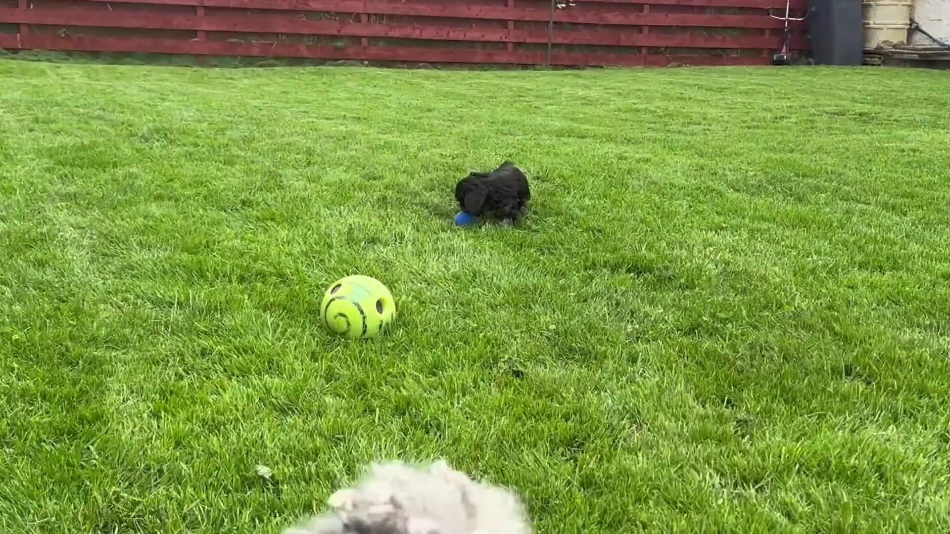 Cavapoo dogs for sale: Top Class Cavapoo pups double vaccinated! - Video 3