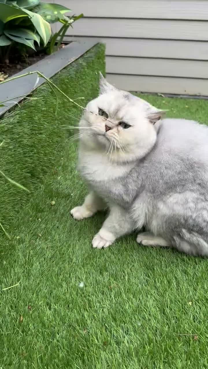Scottish Fold cats for sale: Imported silver chinchilla Scottish fold  - Video 2