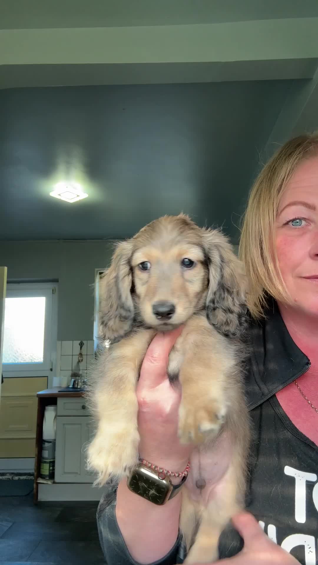 Miniature Dachshund dogs for sale: Shaded cream miniature dachshunds  - Video 1