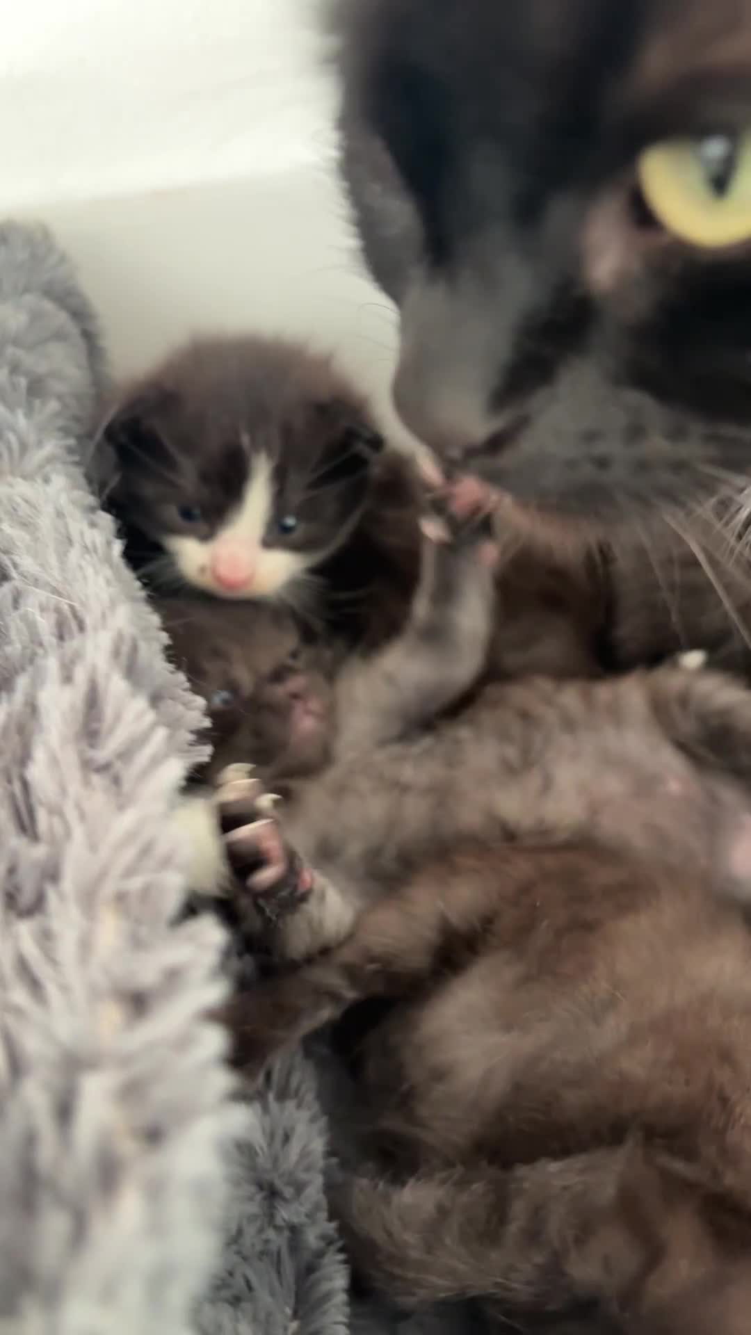 Mixed Breed cats for sale: Mixed breed kittens  - Video 1