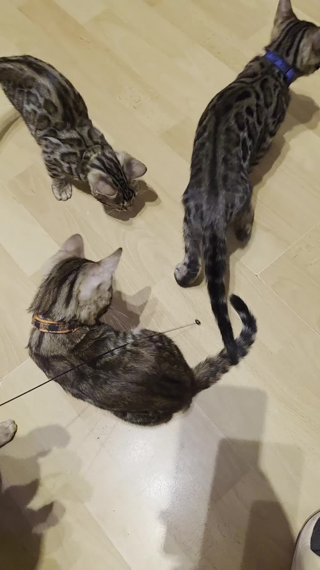 Bengal cats for sale: Stunning bengal kittens - Video 2