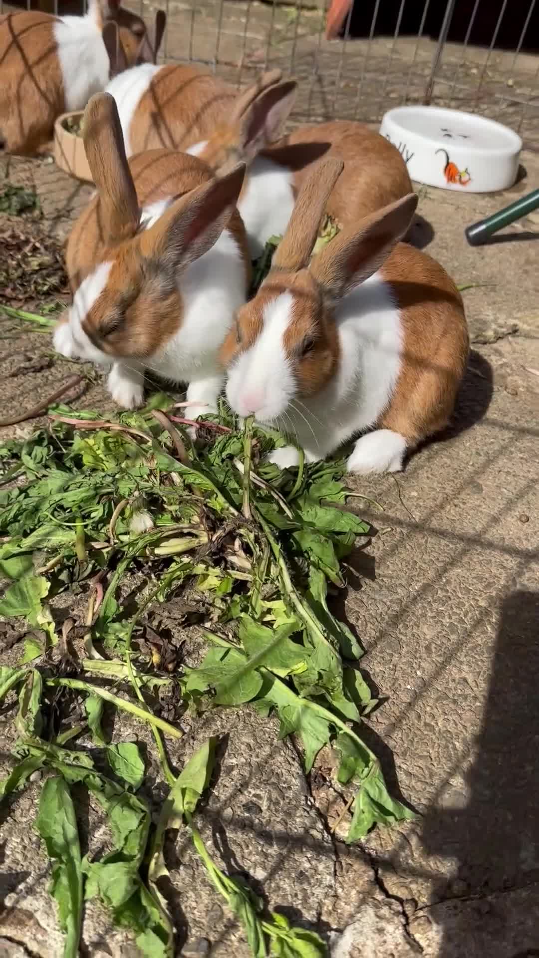 Dutch rabbits for sale: Beautiful Baby Dutch Bunnies 8 weeks old  - Video 2