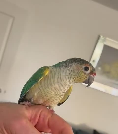 Conures birds for sale: Green Cheek Conure – Sweet, Tame & Loving in London - Video 1
