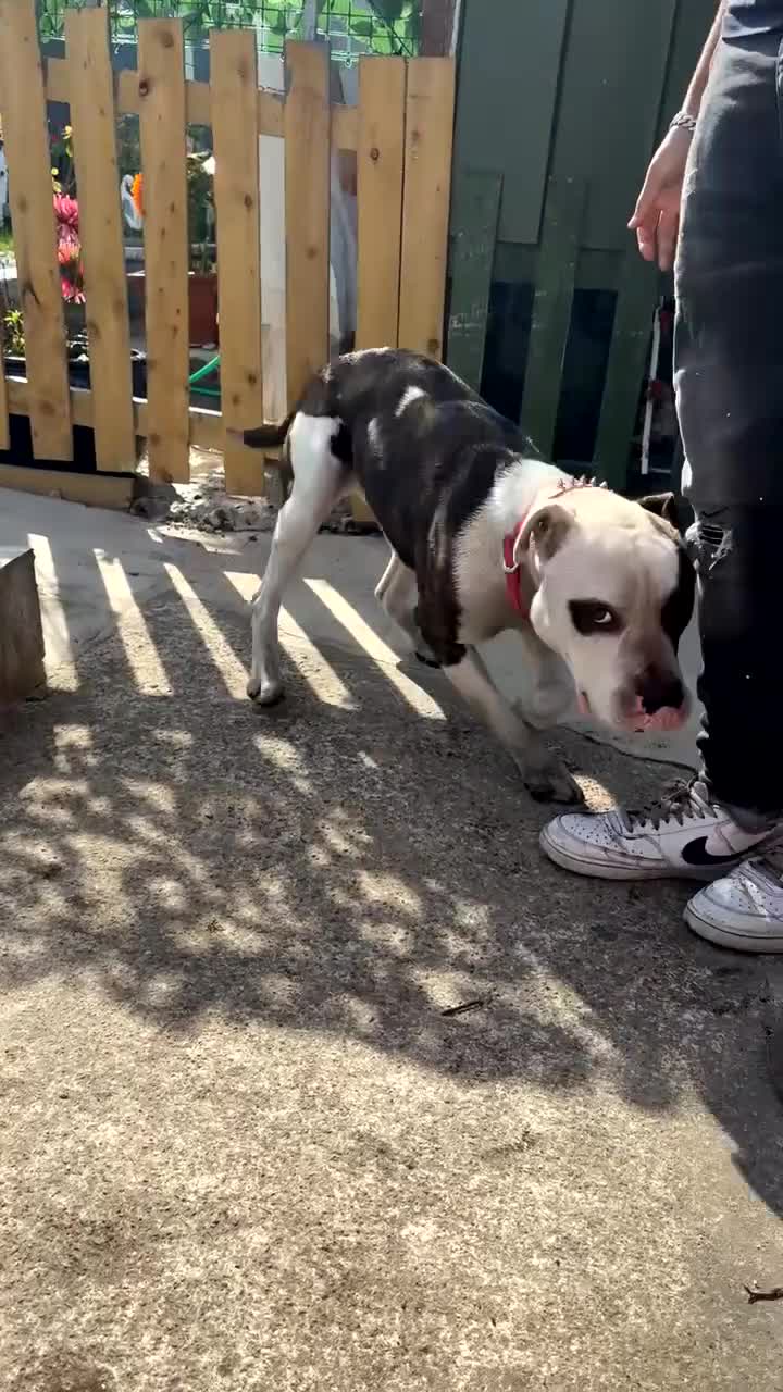 American Bulldog dogs for sale:  american bull dog  in Bradford - Video 2