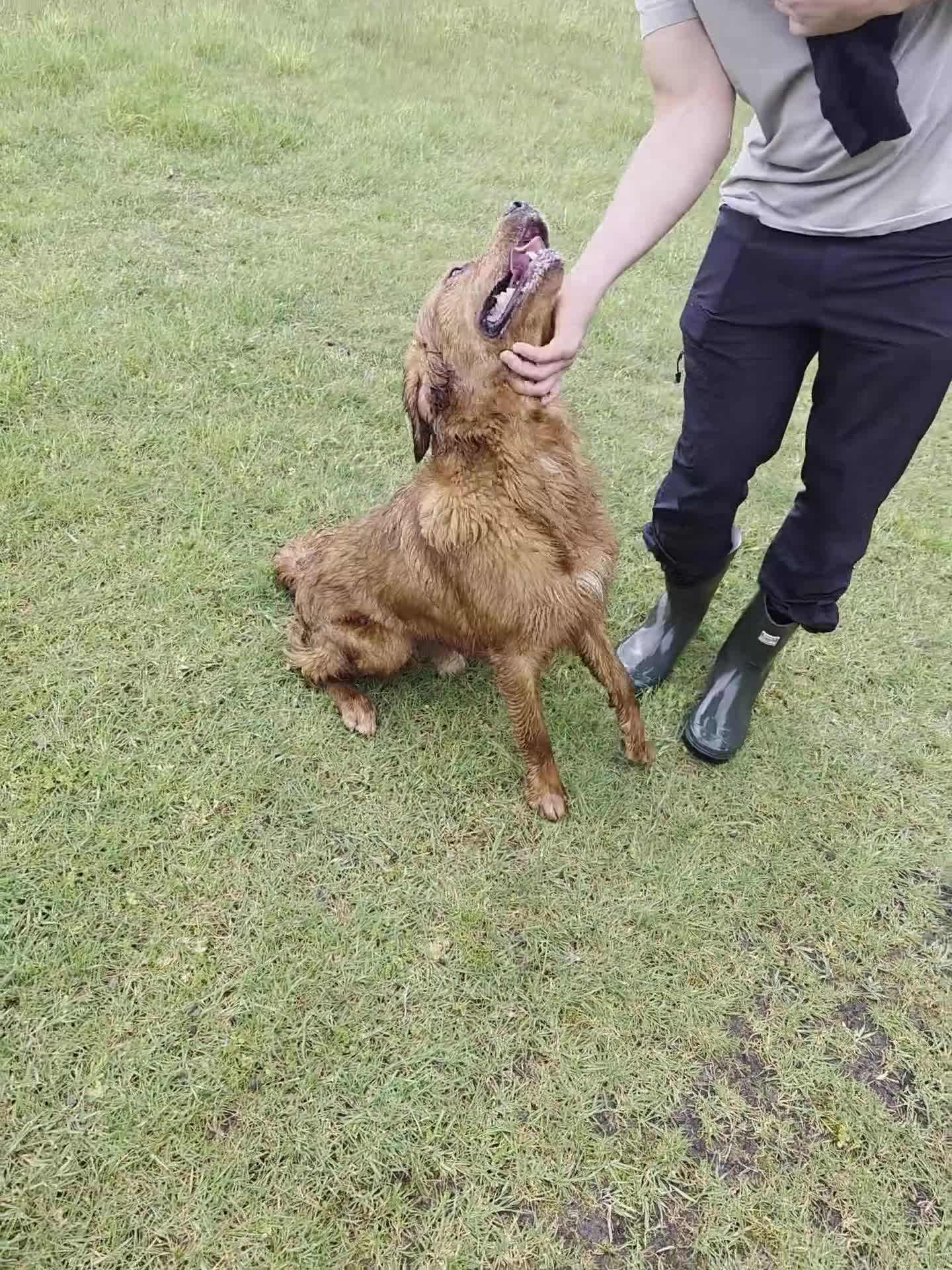 Golden Retriever dogs for stud: Kc registered dark red stud dog  - Video 1
