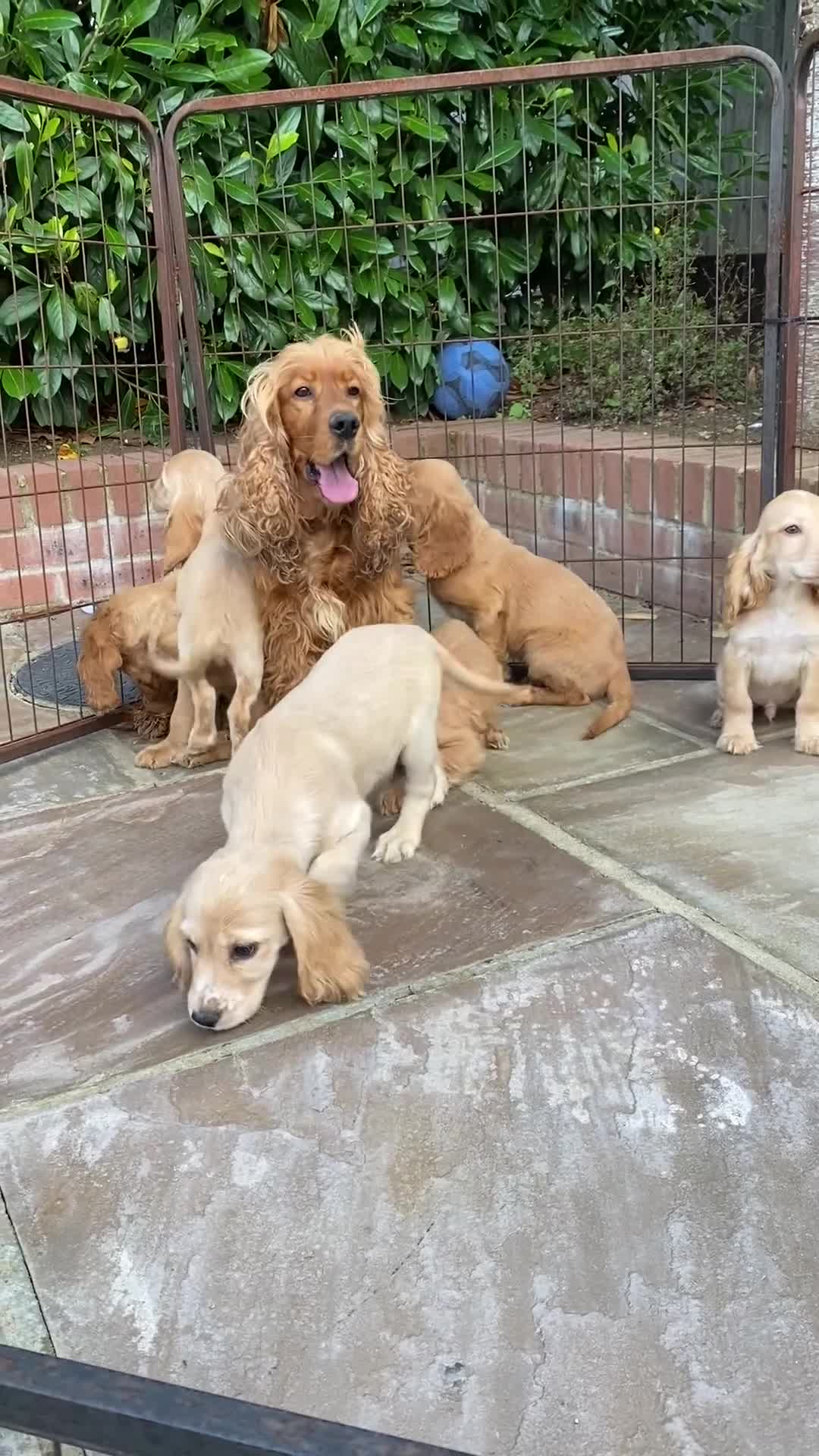 Cocker Spaniel dogs for sale: Gorgeous Adorable Golden Type Cocker  Spaniel  - Video 3