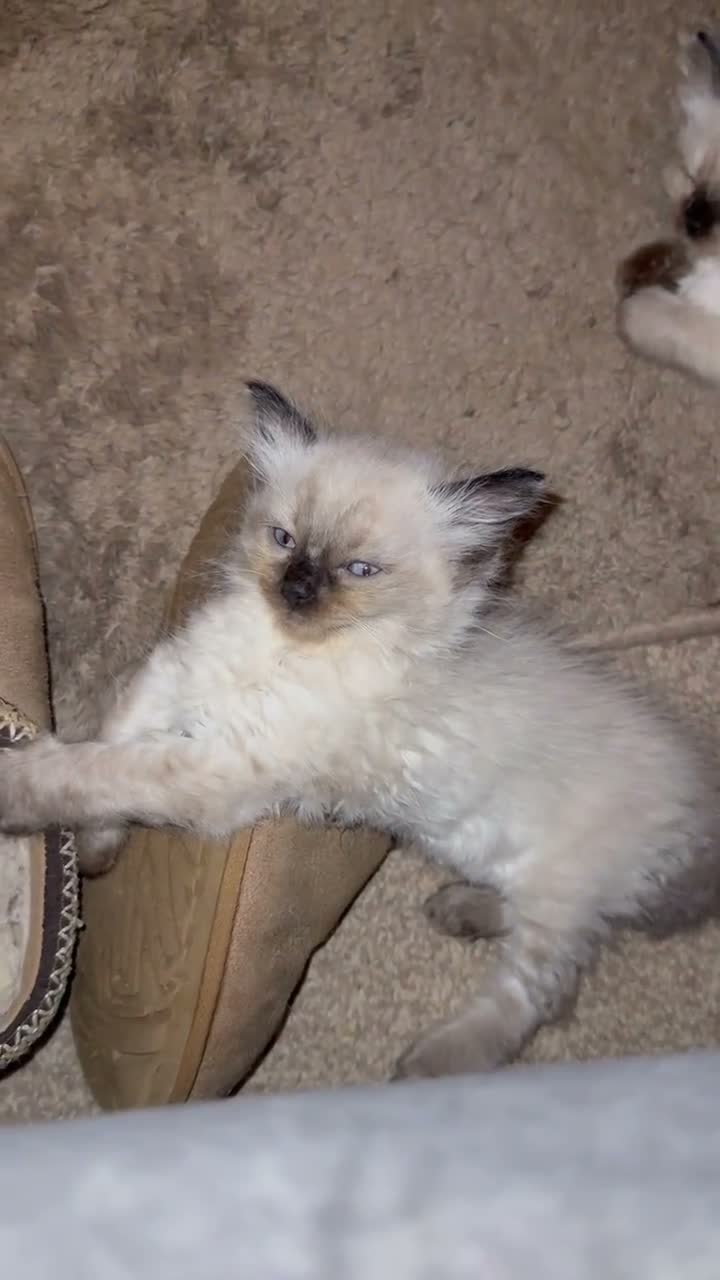 Ragdoll cats for sale: 4 beautiful seal point kittens  - Video 1