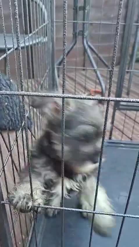 Miniature Schnauzer dogs for sale:  Cutest miniature schnauzer puppies  - Video 1