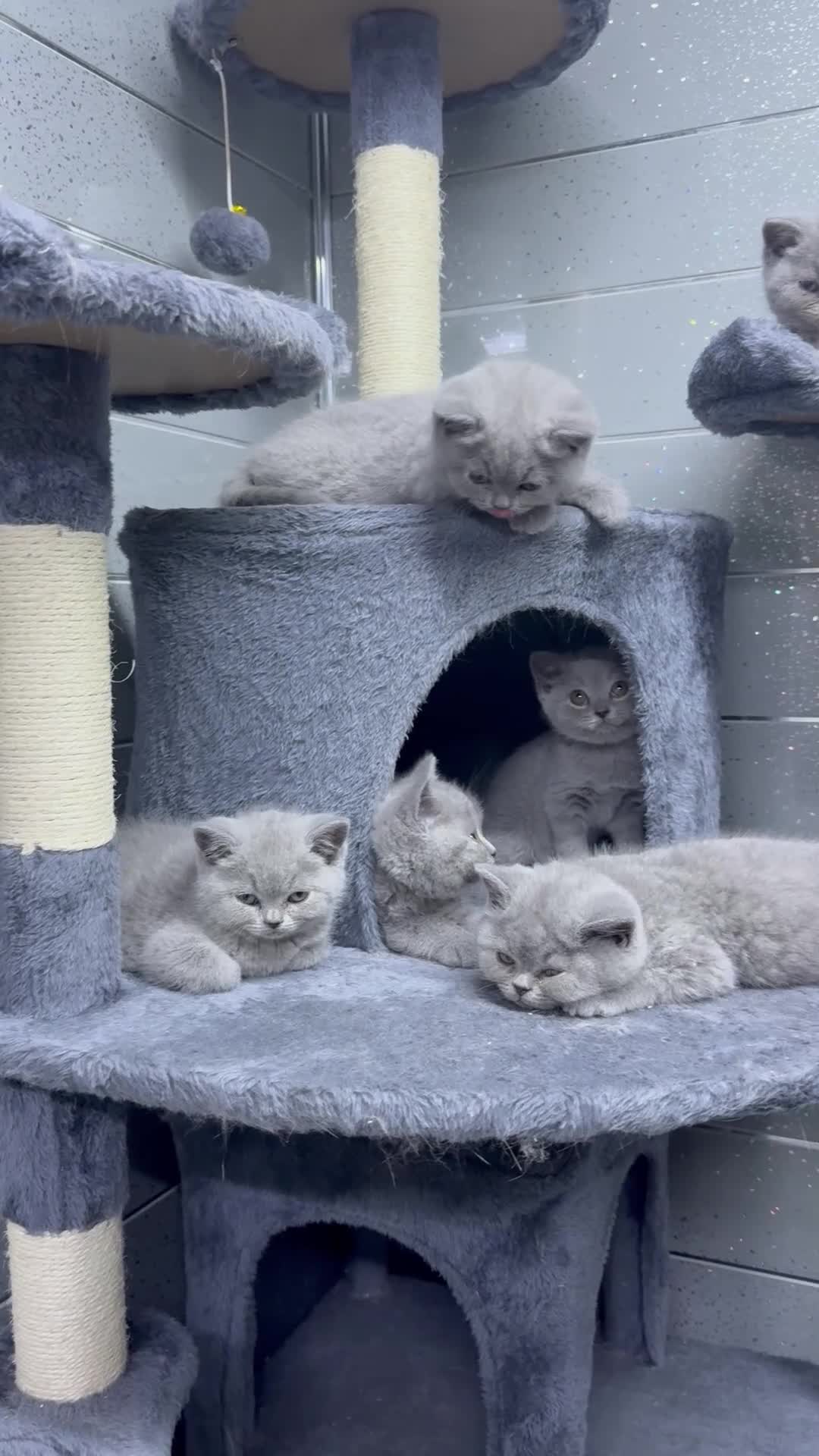 British Shorthair cats for sale: Two stunning British short haired male kittens  - Video 1