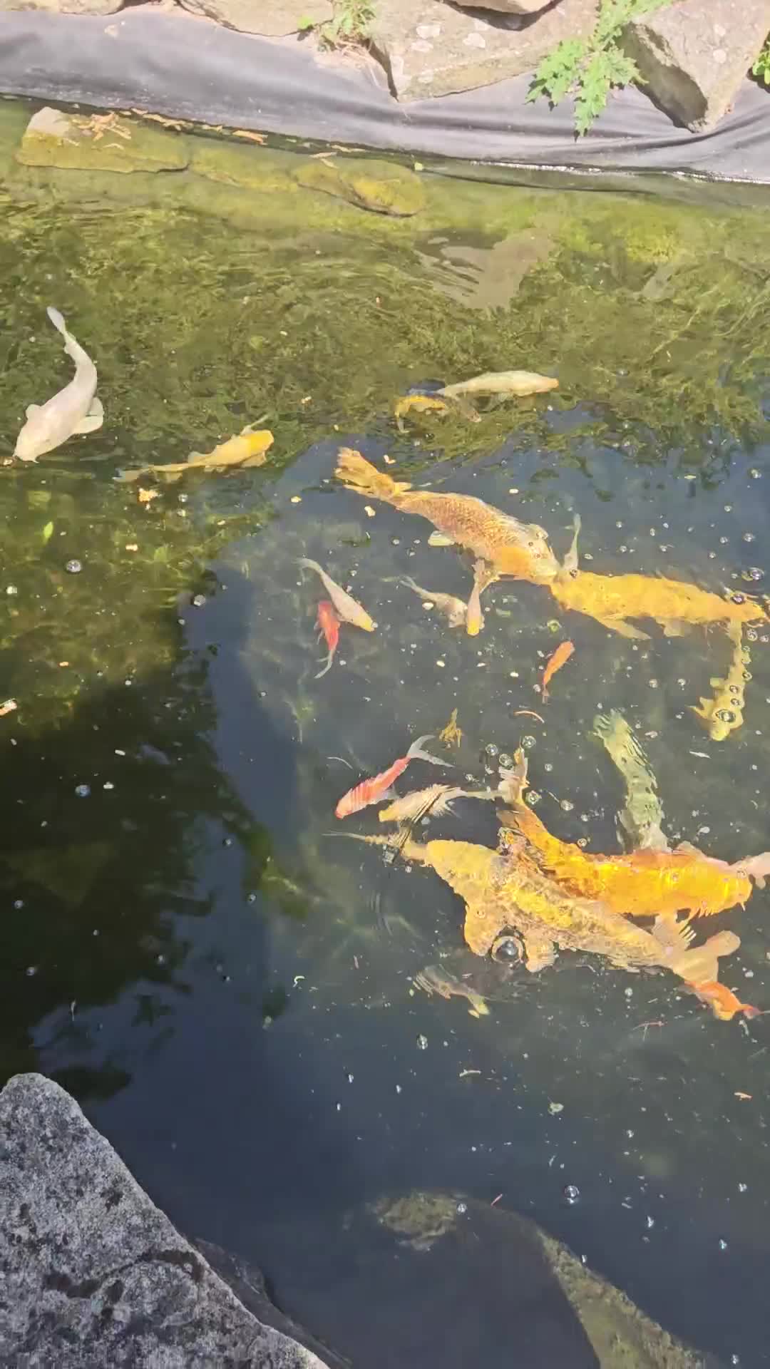 Koi Carp fish for sale: Mixed koi avaialble - Video 1