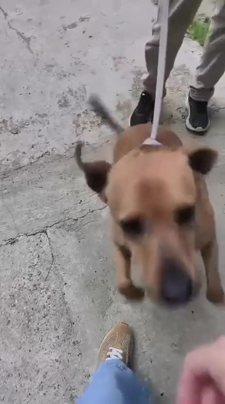 Mixed Breed dogs for adoption: The Story of Jumbo 🐾 - Video 2