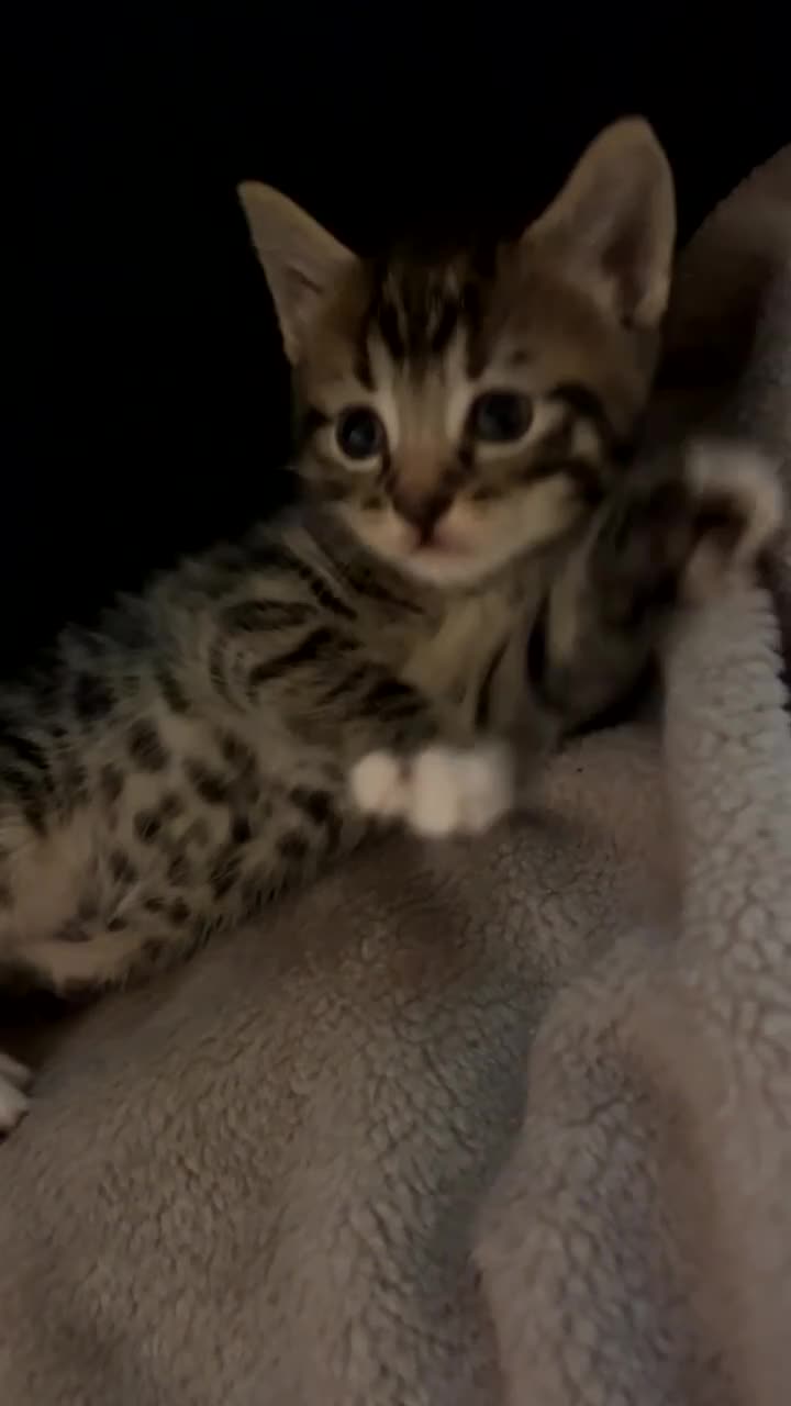 Mixed Breed cats for sale: 3 Adorable and loving Kittens - Video 5
