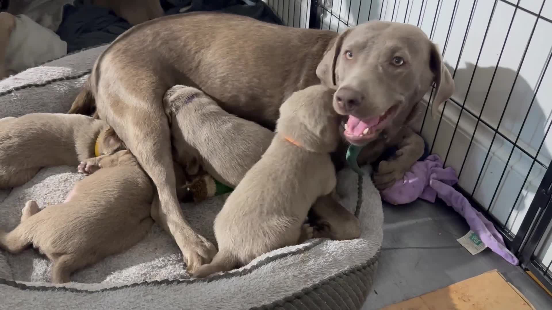 Labrador Retriever dogs for sale: 5 silver Labrador boys, Hackney - Video 3