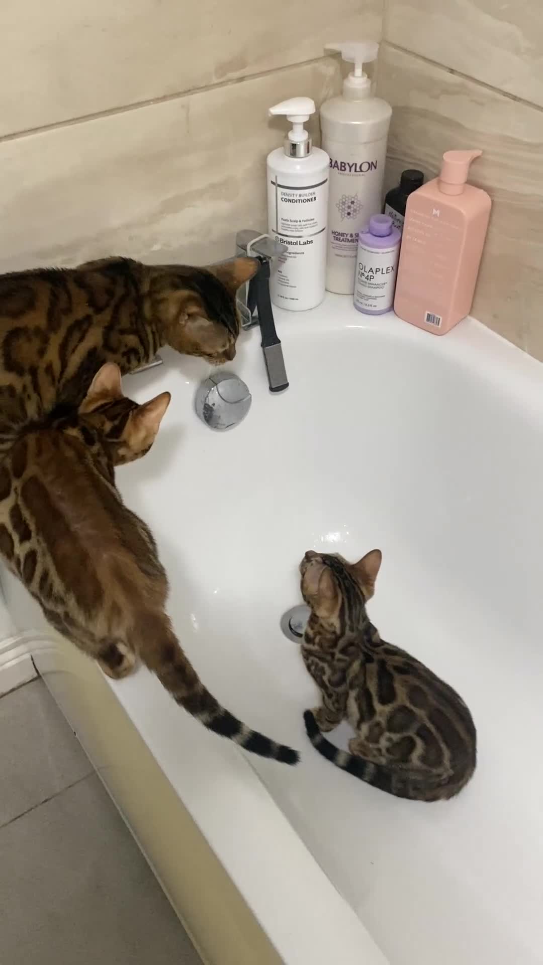 Bengal cats for sale: TICA register.ONLY 2 BOYS 🙀😺LEFT !!! in Northampton - Video 2