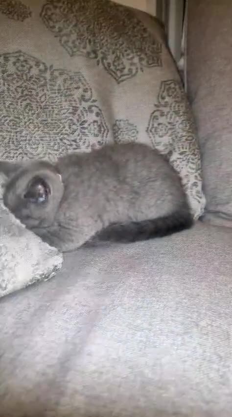 British Shorthair cats for sale: Beautiful BSH kittens in West London - Video 2