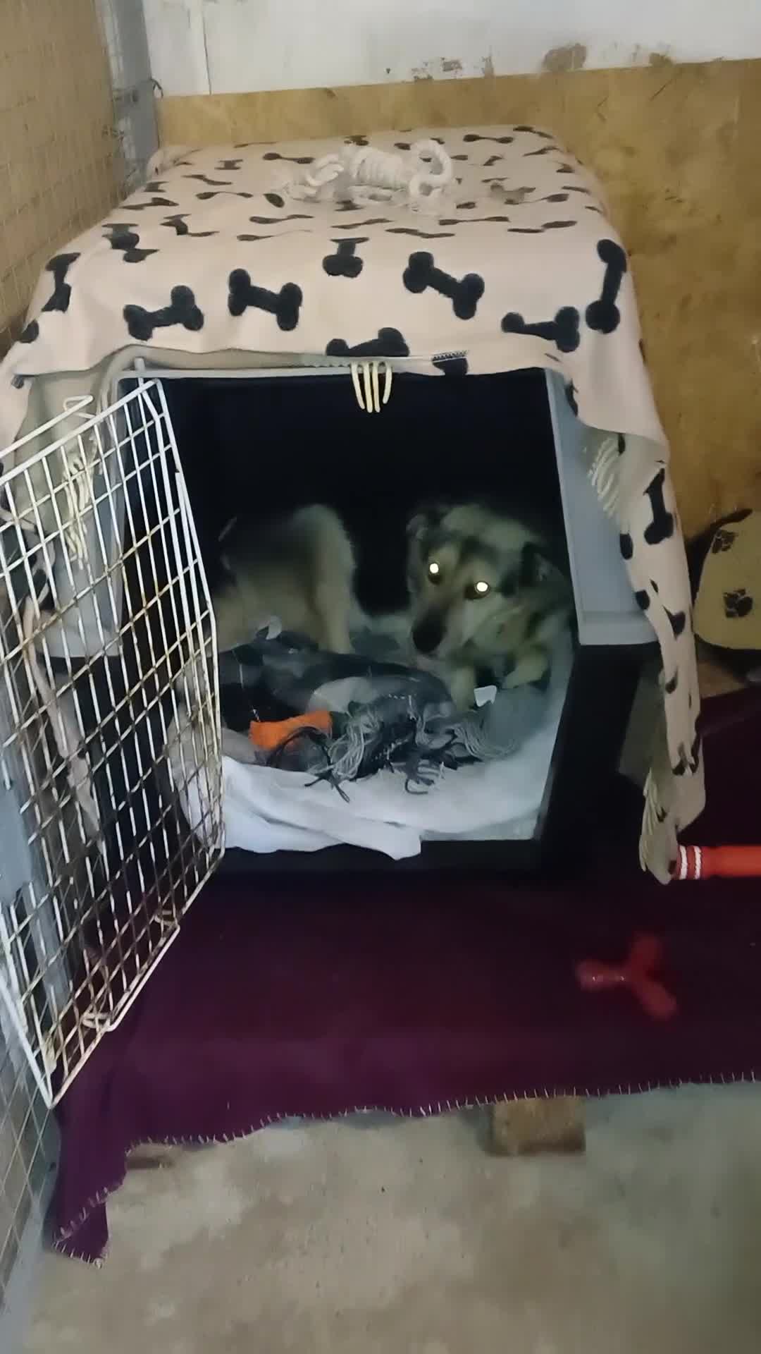 Mixed Breed dogs for adoption: Oldie but Goldie MAX needs a Loving Home - Video 1