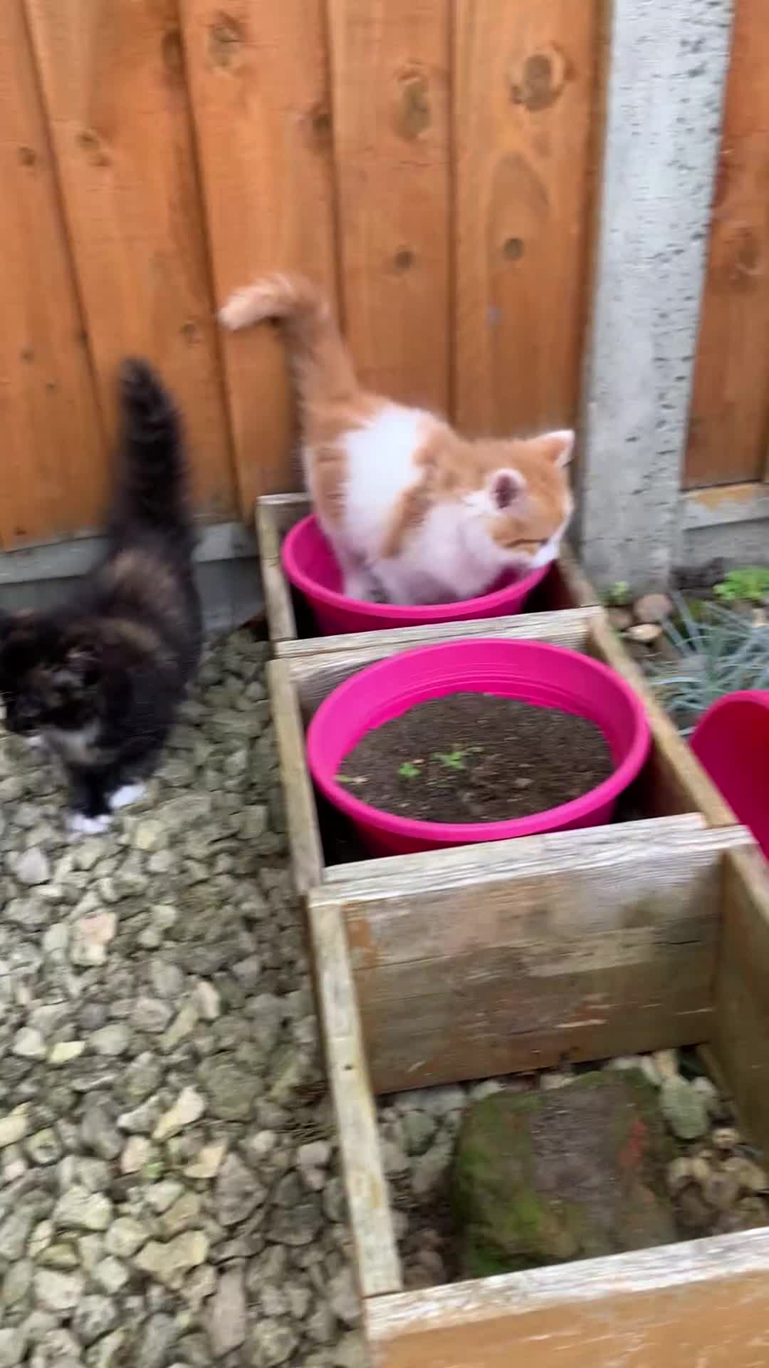 Mixed Breed cats for sale: Two girls and a boy Kuril bobtail mix - Video 2