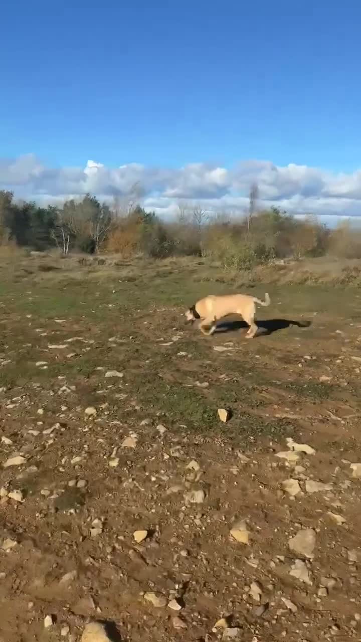 Belgian Shepherd Dog dogs for sale: Malinoise Female 9 month Old  - Video 4