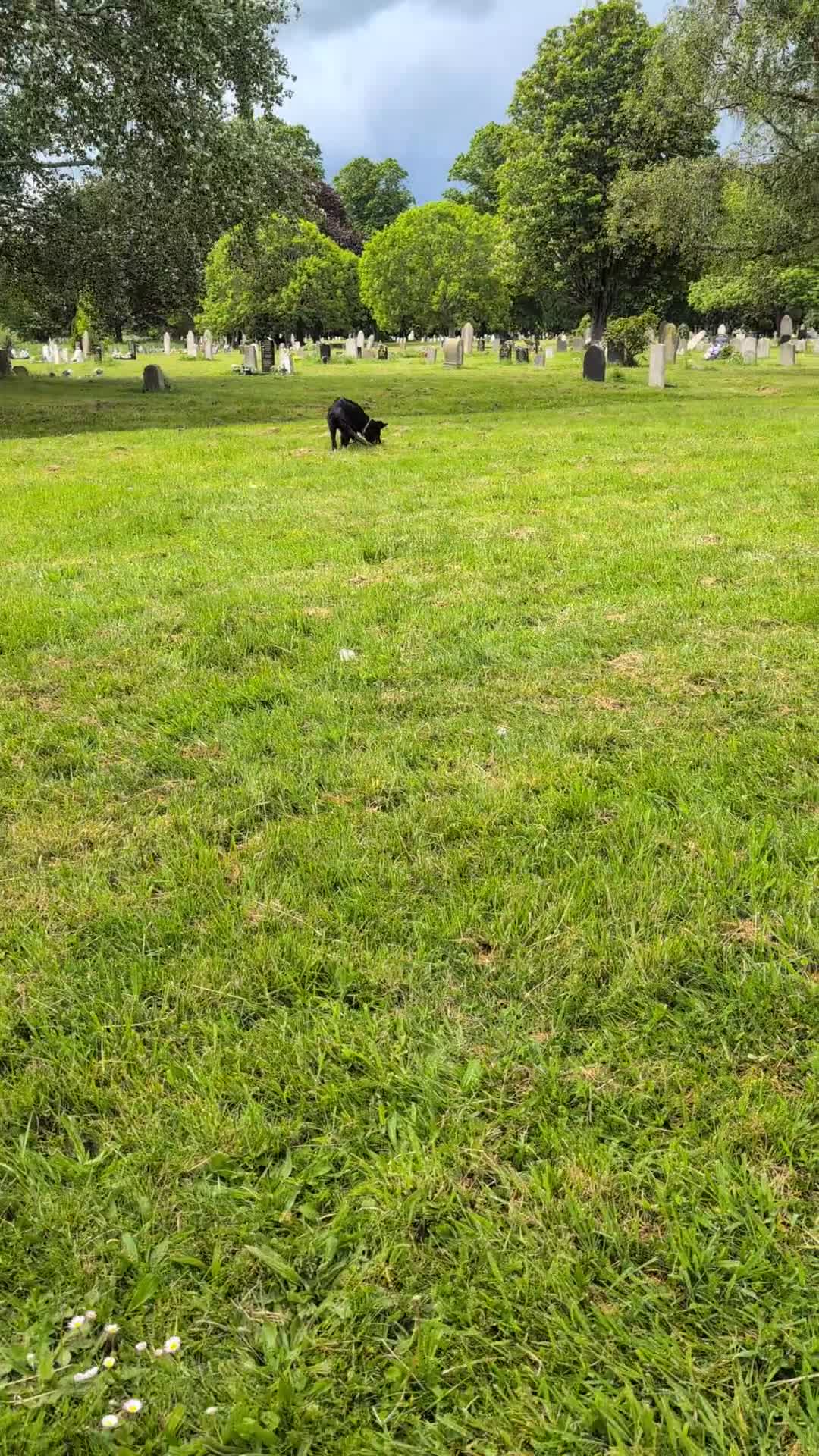 German Shepherd dogs for sale: Gorgeous pure black German Shepherd Pup - Video 1