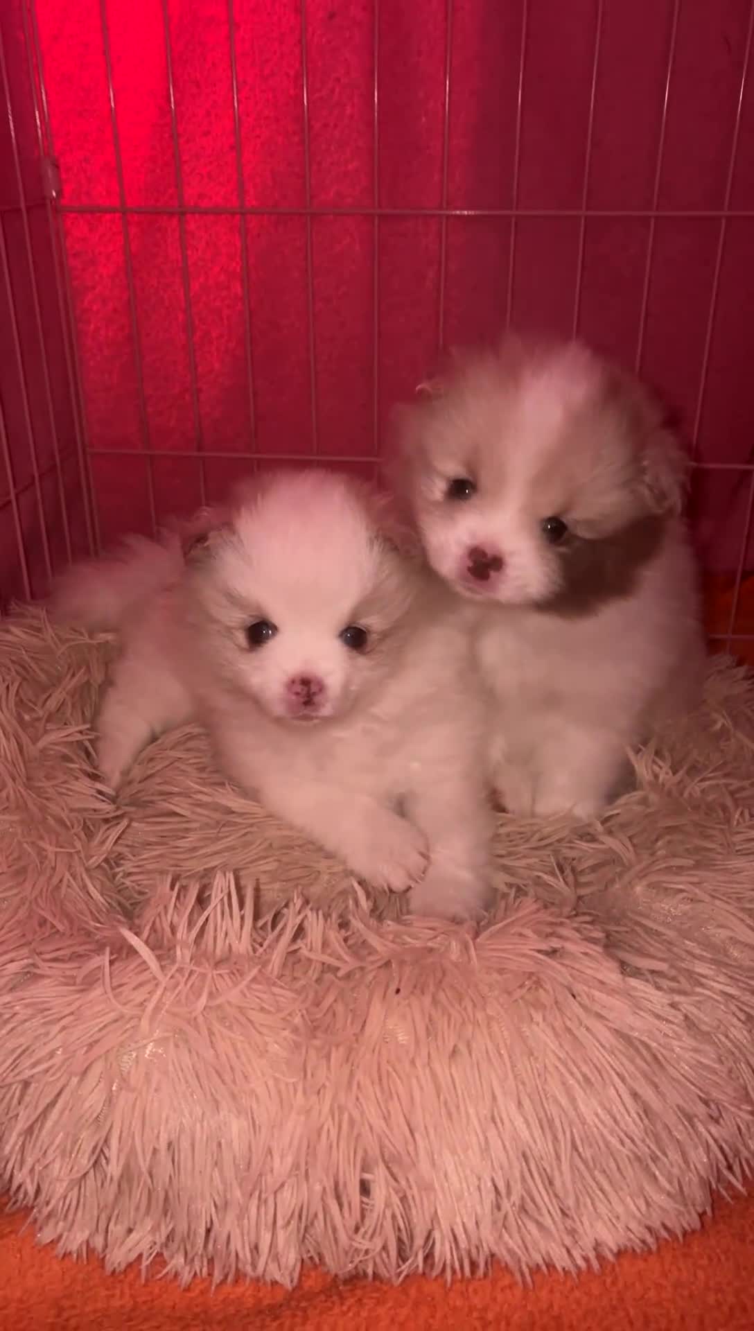Pomeranian dogs for sale: beautiful Pomeranians  boys - Video 5