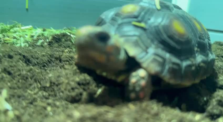 Tortoise reptiles for sale: Red foot tortoise  in Birmingham - Video 2