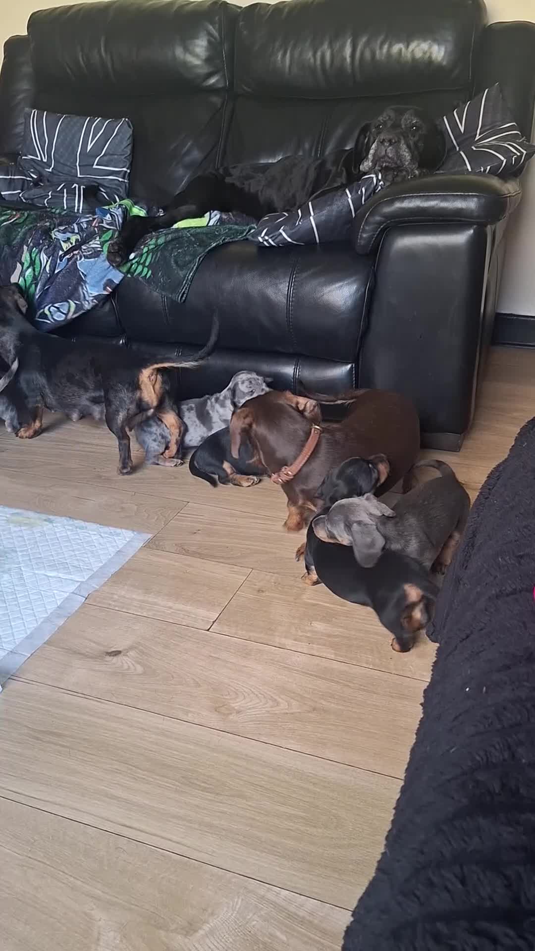 Dachshund dogs for sale: Miniature dachshund   - Video 1