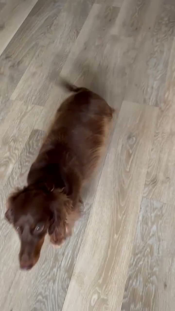 Dachshund dogs for sale: Miniature Dachshund puppies in Tamworth - Video 1