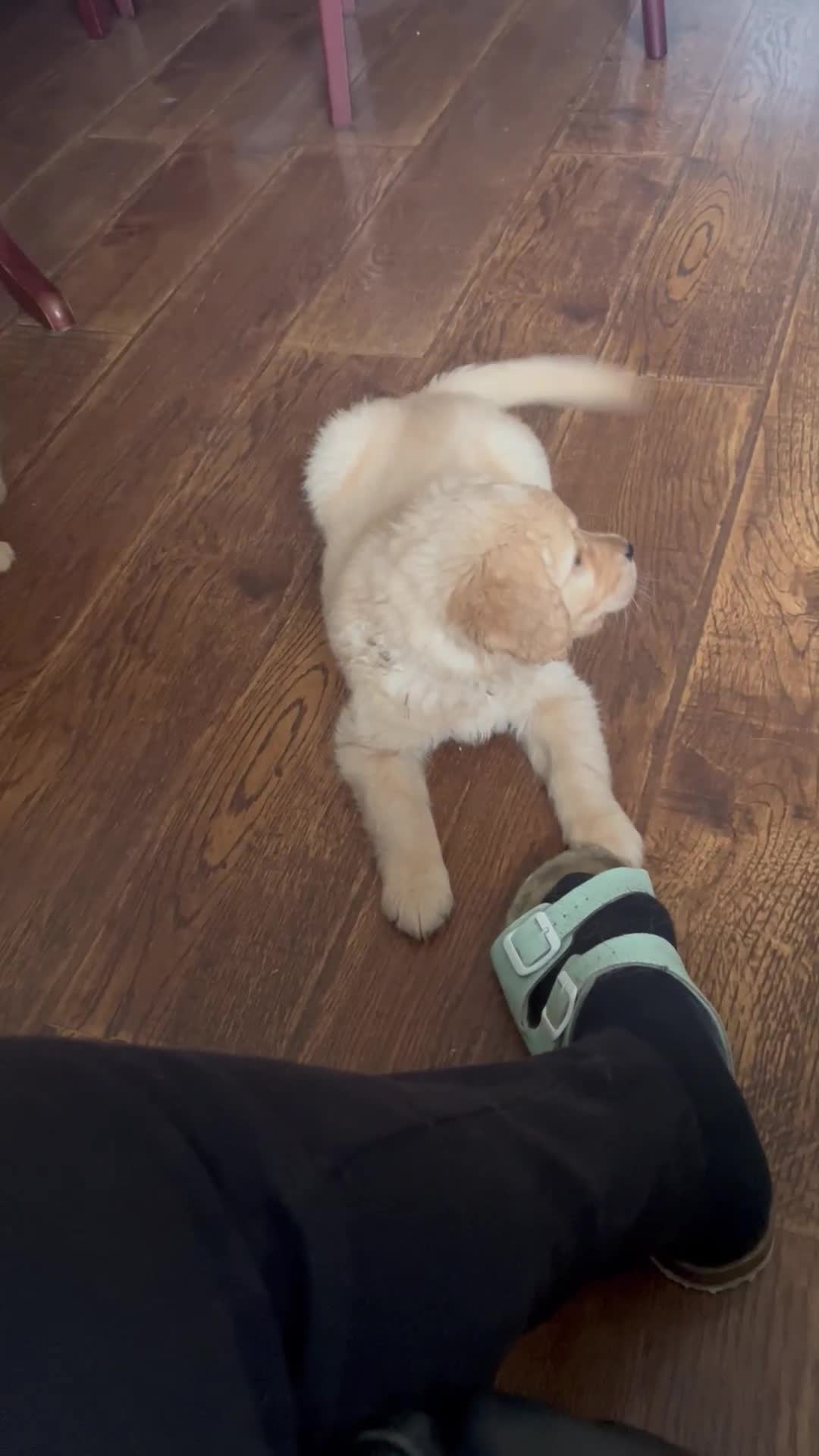 Golden Retriever dogs for sale: 🐾 Golden Retriever Puppies – Ready Now! 🐾 - Video 1