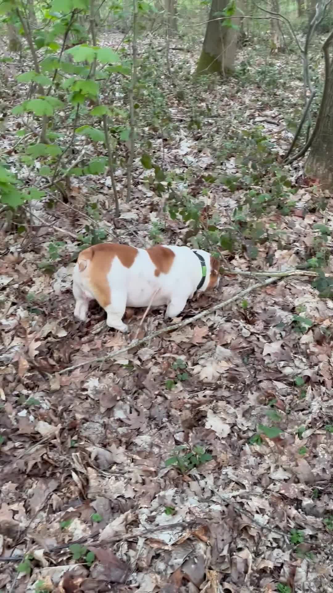 English Bulldog dogs for sale: 5* home needed, stunning healthy Myeisha bulldog - Video 1