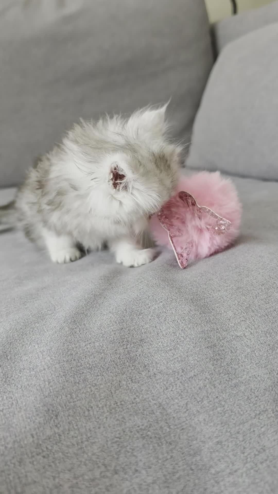 Persian cats for sale: Persian ragdoll / chinchilla kittens - Video 1