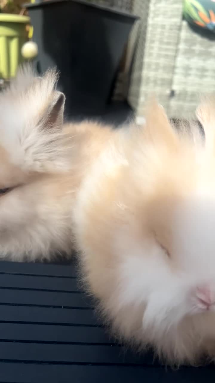 Lionhead rabbits for sale: Double maned Lionhead  - Video 2