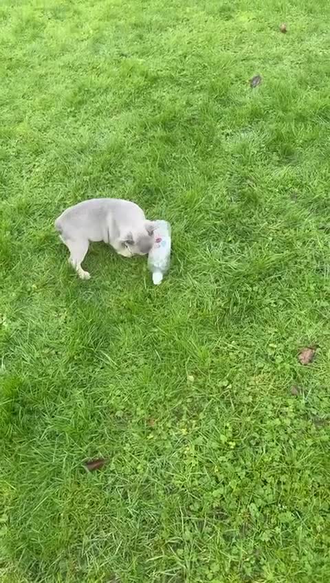 French Bulldog dogs for sale: French bulldog - Video 3