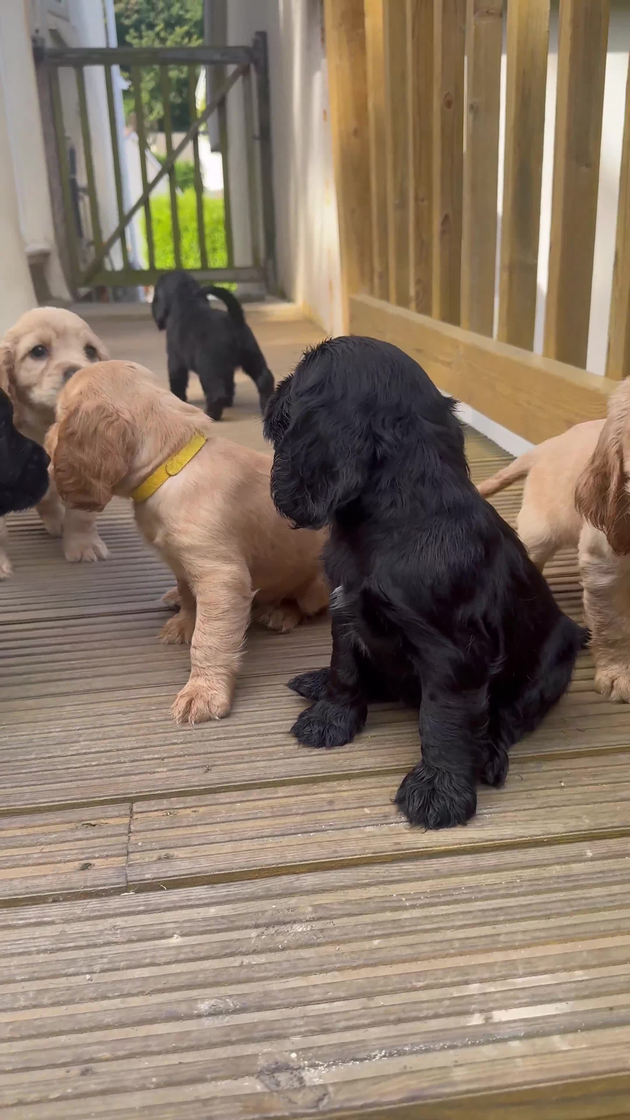 Sprocker dogs for sale: Cocker spaniel pups  - Video 2