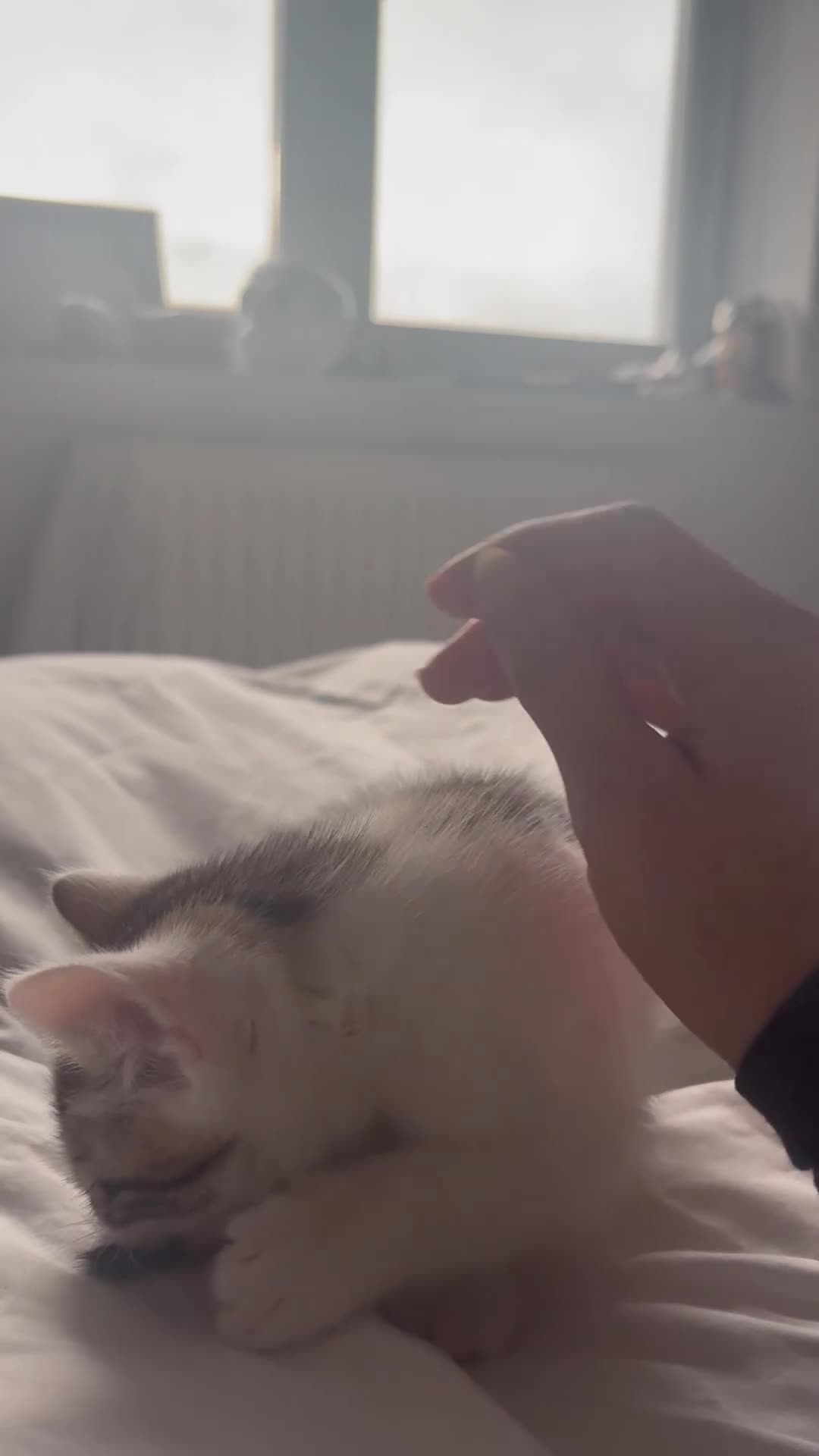 Bengal cats for sale: Bengal Cross Boy  - Video 1