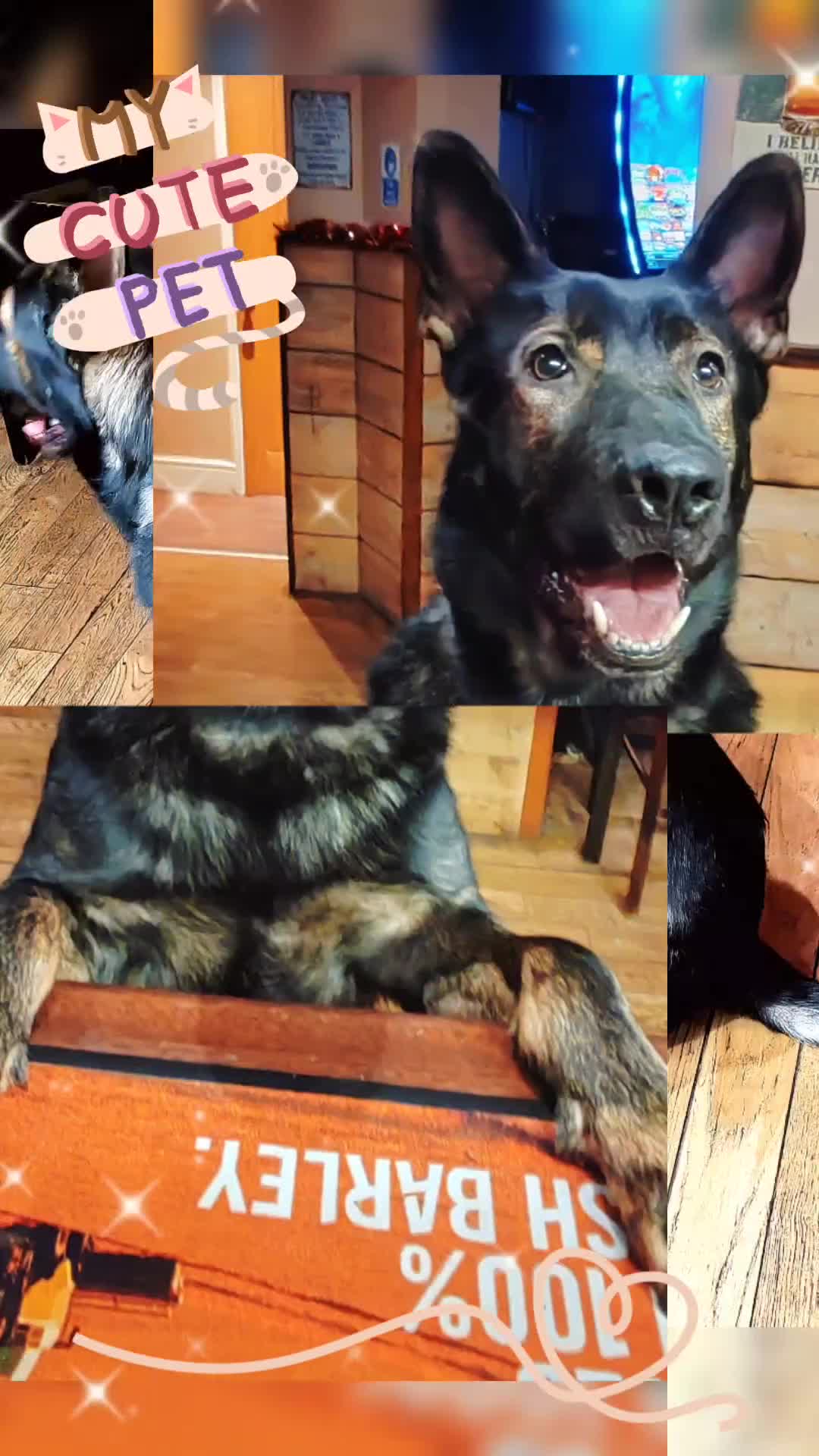 German Shepherd dogs for stud: KENSESQUI SIMBA (Simba) - Video 2