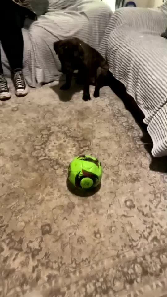 Staffordshire Bull Terrier dogs for sale:  Brindle Staff x blue staff - Video 1