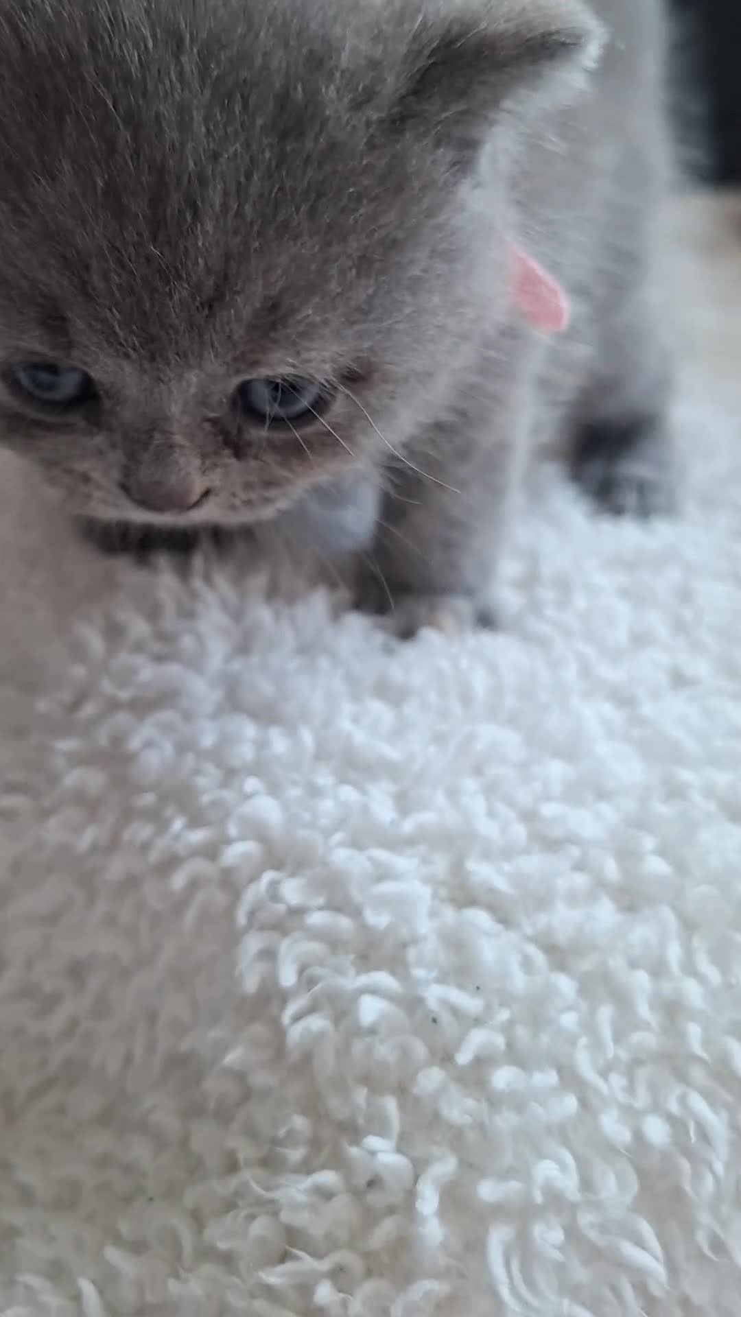 British Shorthair cats for sale:  100% Pedigree chunky BSH kittens - Video 2