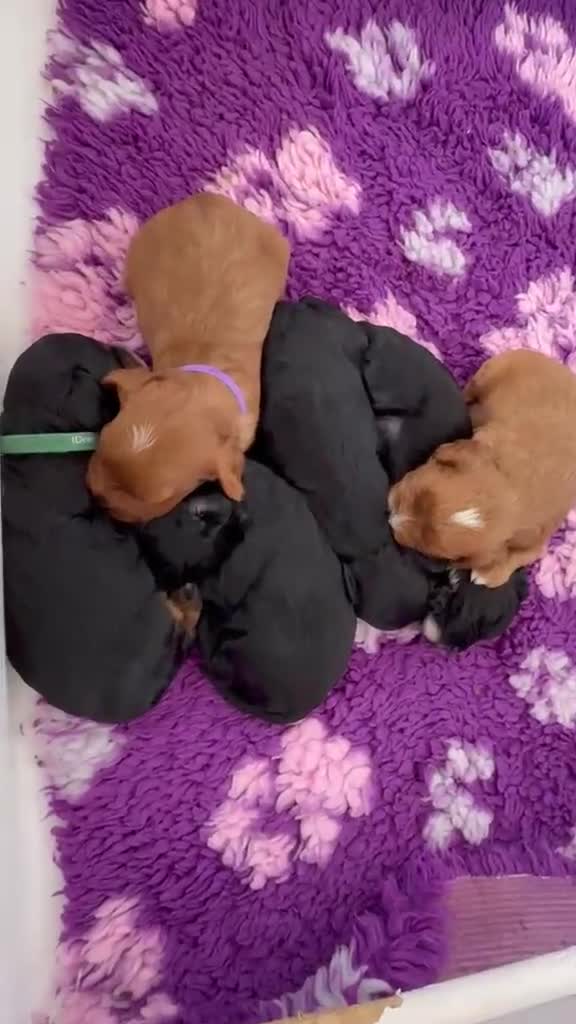 Cavapoo dogs for sale: DONNAJAYS 💫 exceptional F1 Toy Cavapoo babies  in Stafford - Video 1