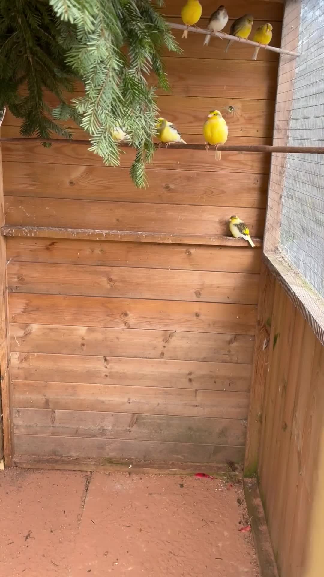 Canaries birds for sale: Fife Canaries in Northwich - Video 1