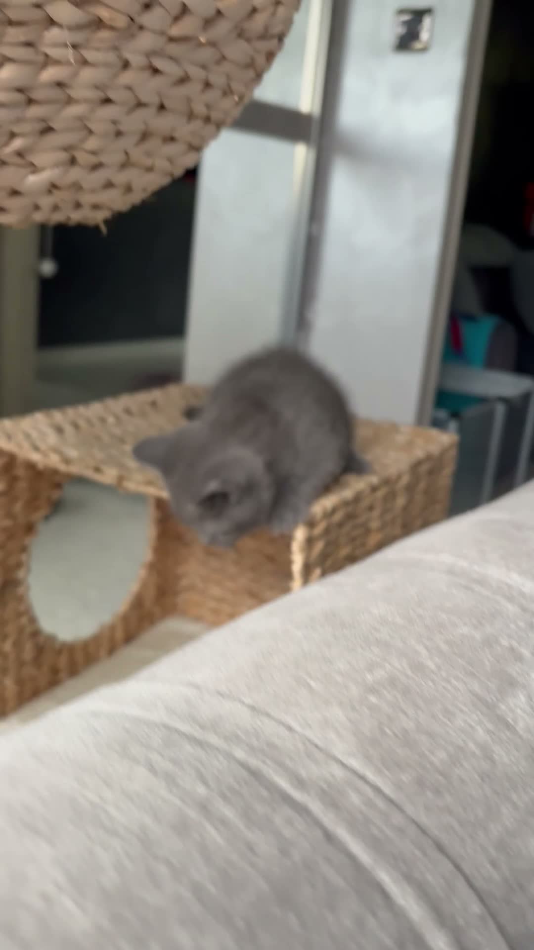Scottish Fold cats for sale: 7 Beautifully Scottish Fold/Straight kittens - Video 5