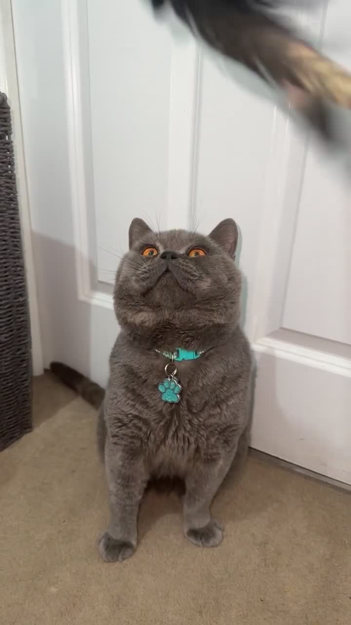 British Shorthair cats for stud: British short hair STUD duties only  in Hull - Video 4