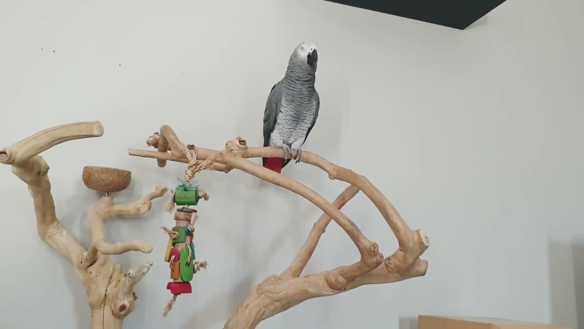 Parrots birds for sale: African Gray  - Video 1