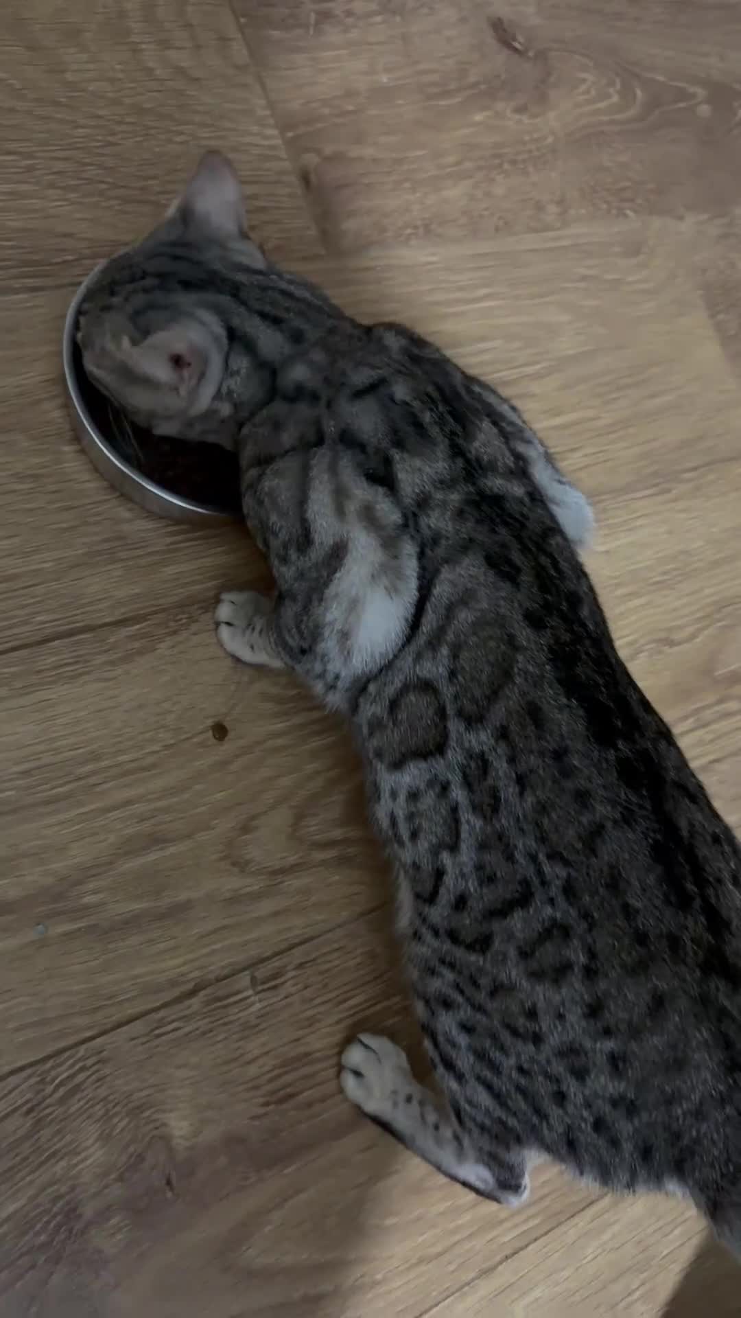 Bengal cats for sale: Proven Stud-Pedigree Tica Registered F6 Bengal Cat - Video 1